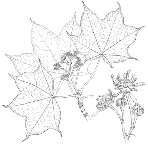 Acer cappadocicum Blüte